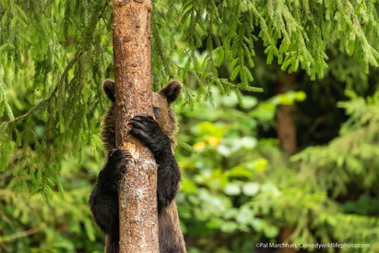 Caption This! What’s This Bear Thinking?