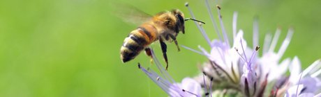 Build Your Own Bee Condo