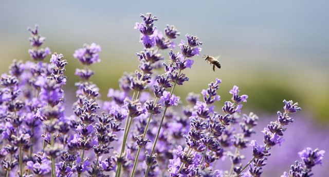 What’s Threatening Bees?