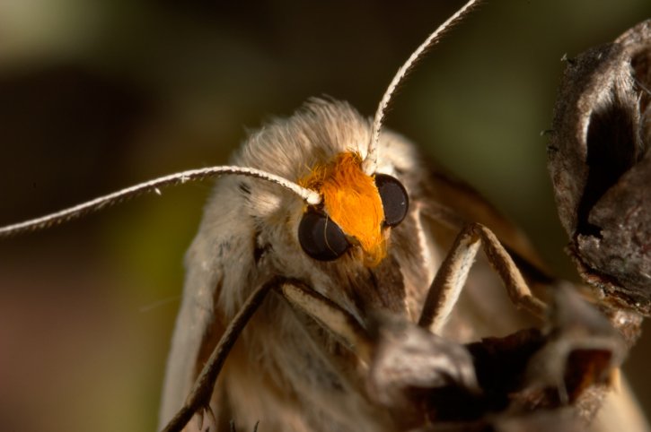 moth eyes