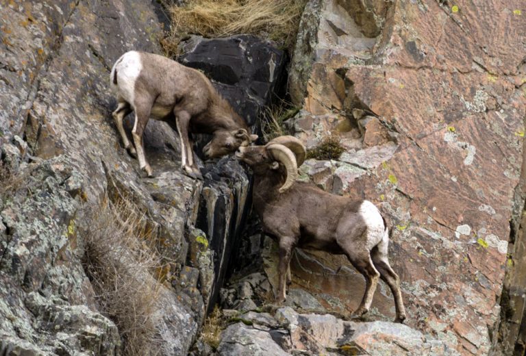 Caption This: What are these Bighorn Sheep Thinking?