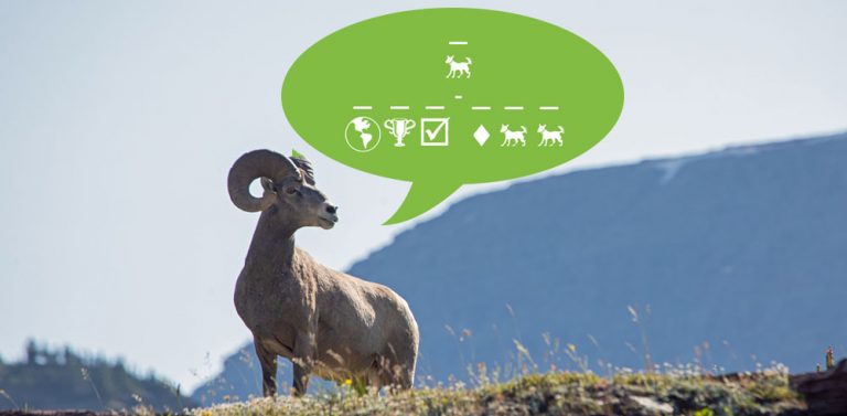 Can You Decode these Bighorn Sheep Jokes?