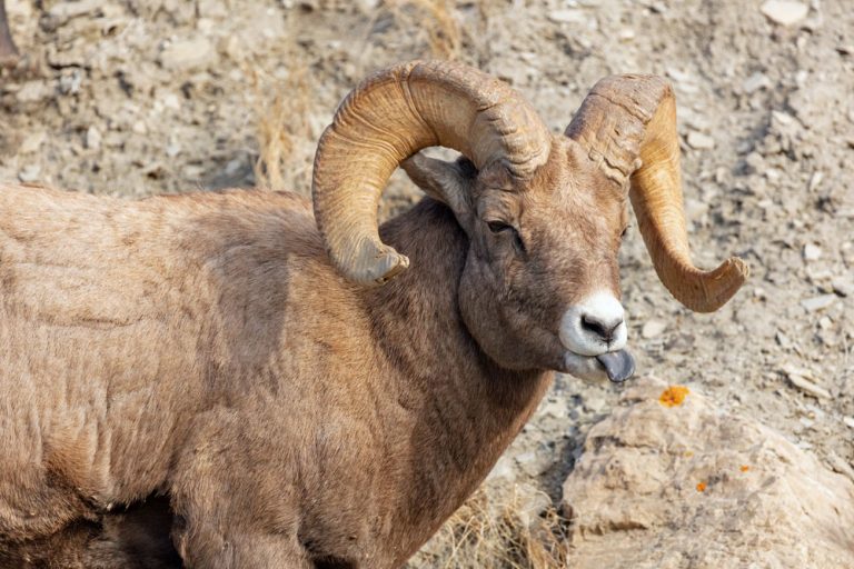 It’s Bighorn Sheep Week!