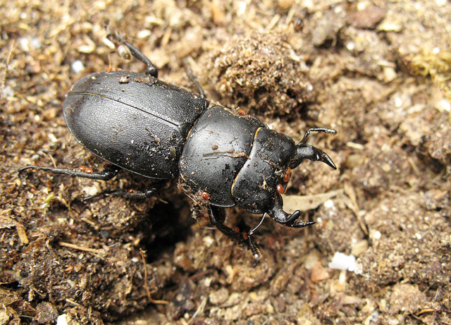 black beetle