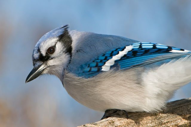 A Moody Blue Jay