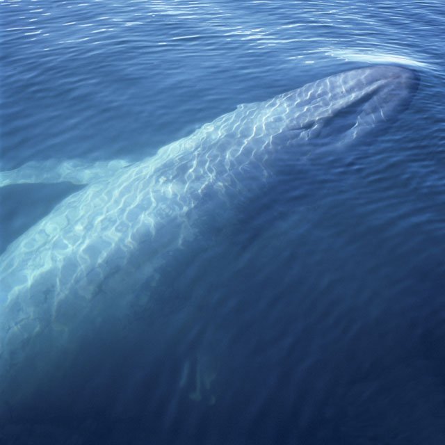 blue whale ocean