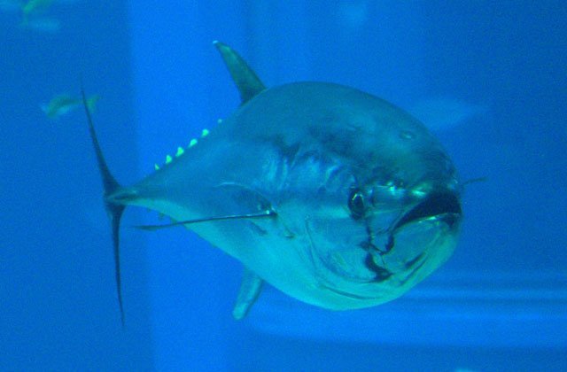 bluefin tuna