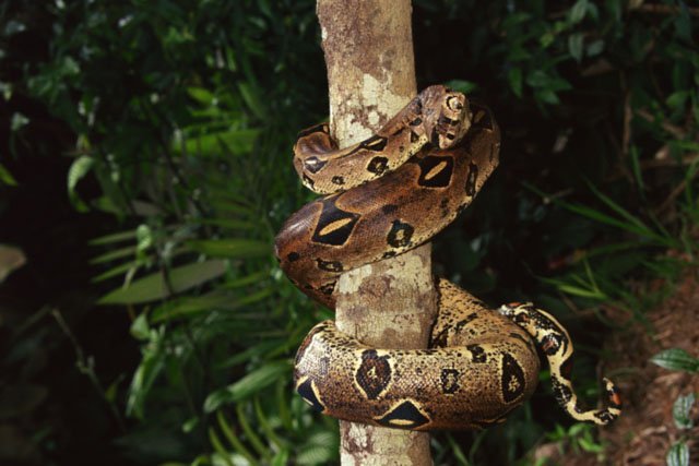 boa constrictor tree