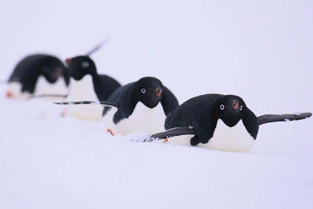 bobsleigh penguins