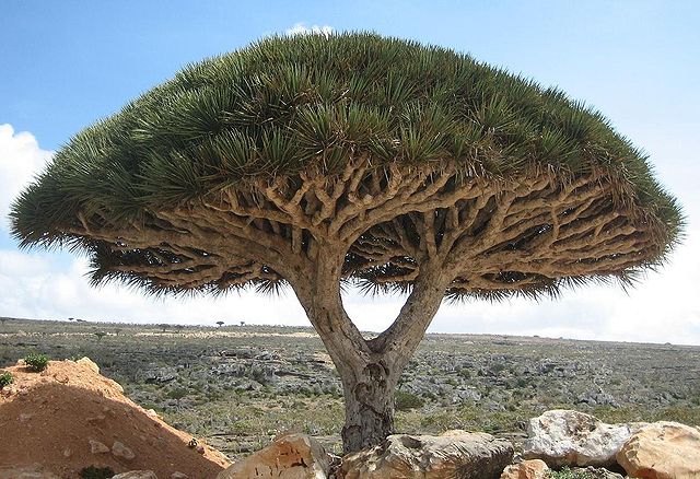 Socotra Dragon Tree, Dracaena cinnabari, dragon's blood tree