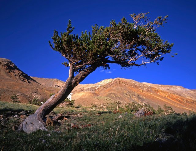 A wind swept tree in front of a dirt hill