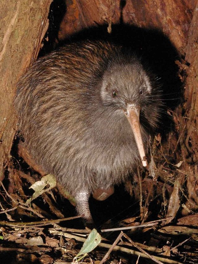 tetuatahianui, male kiwi bird