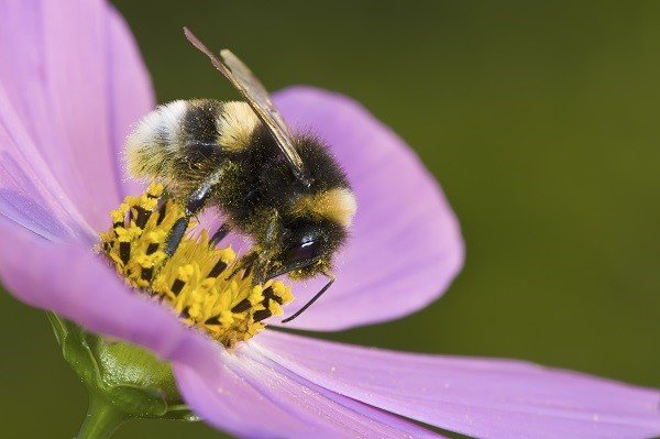 Hommels eten roze bloem