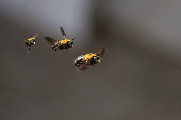 bumble bees flying