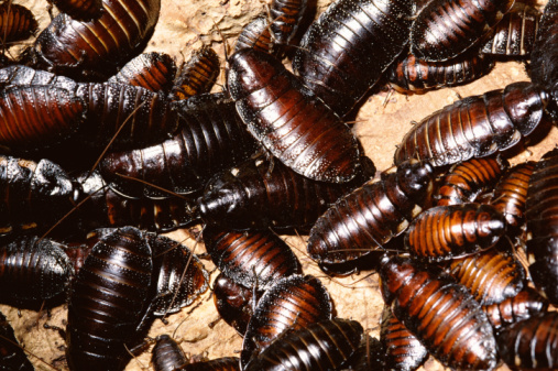 cockroaches