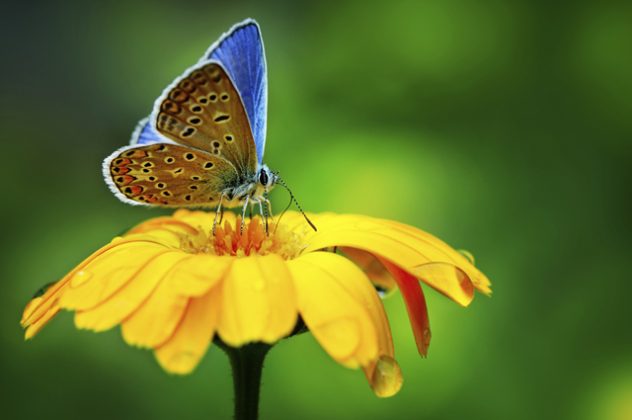 Top Ten Coolest Pollinators - Earth Rangers