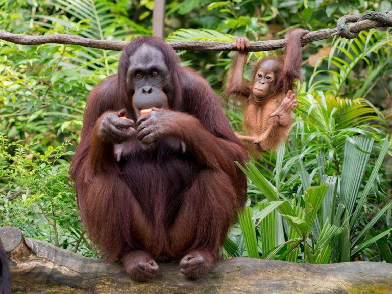 Caption This: What is this Baby Orangutan Thinking?