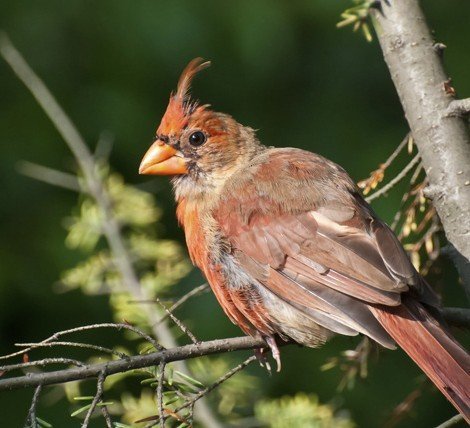 What in the World is Moulting?