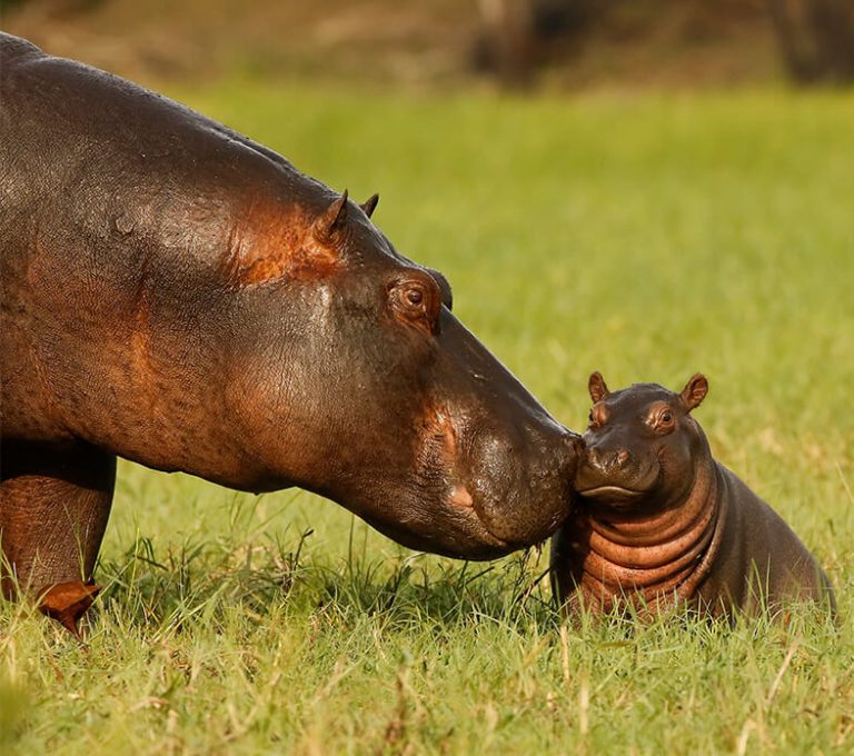 Do You Know These Facts About Hippos?