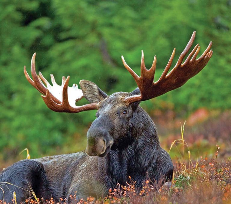 Moose Quiz