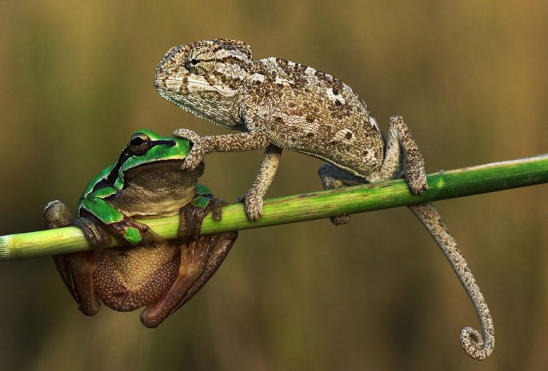 Caption This: What is this Chameleon Thinking?