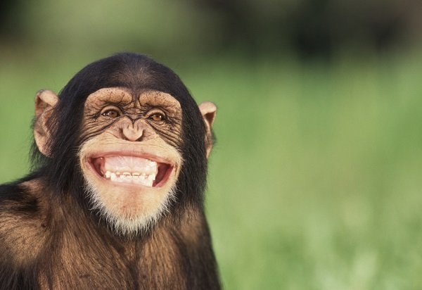 chimpanzeesmiling