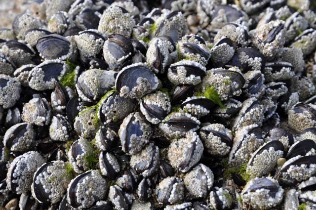 clam cockels barnacles