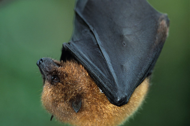 bat sleeping