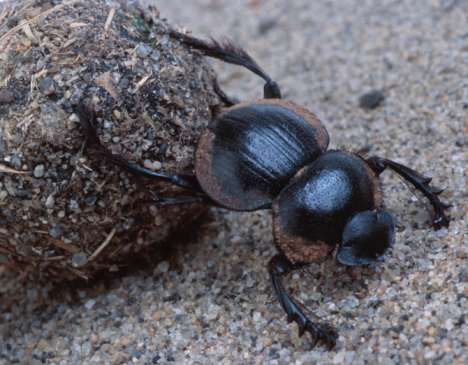 The Dung Beetle can pull 1,141 times its own body weight