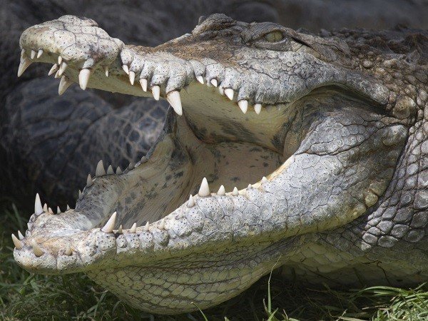 Top Ten Animals with Scary Looking Teeth - Earth Rangers