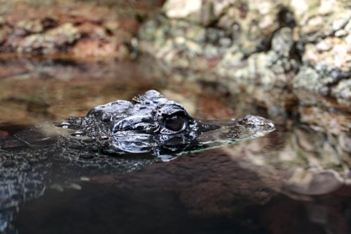 Swimming Like a Crocodile