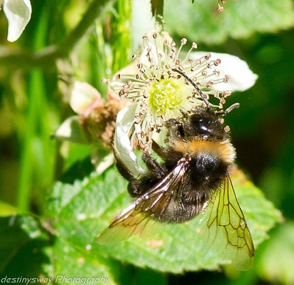 Cuckoo Bumble Bee