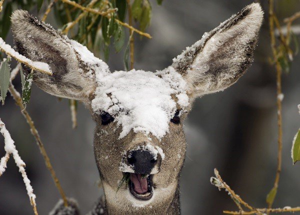 Deer in Winter: How They Survive