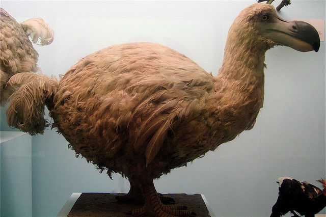 dodo, extinction