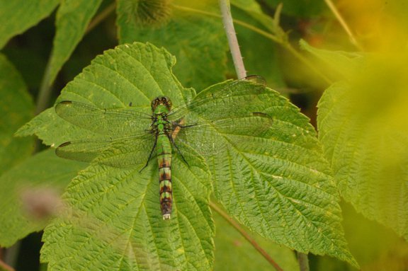 eastern meadowhawk dragonfly