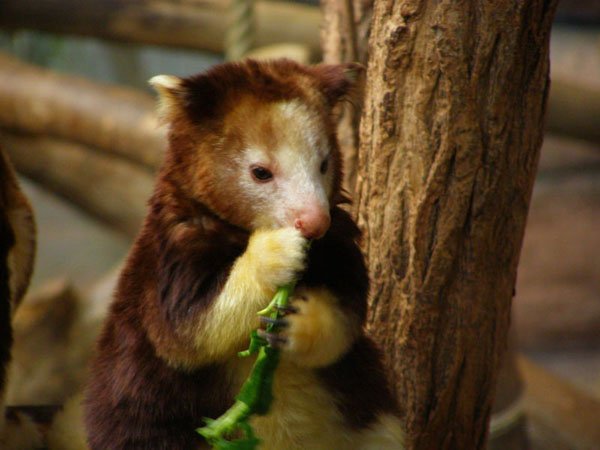 dendrolagus goodfellow eating