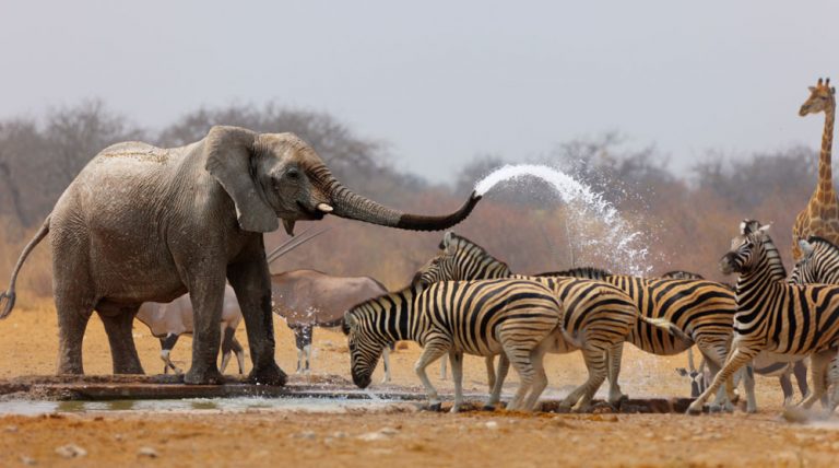 Caption This: What are these Zebras Thinking?