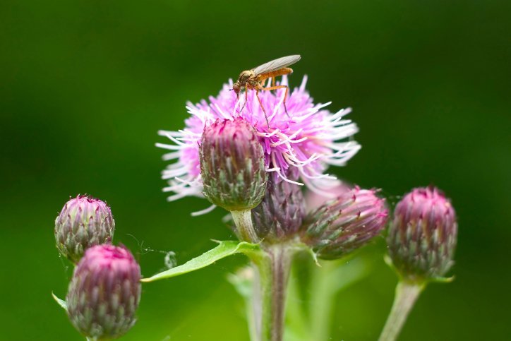 mosquito pink flower