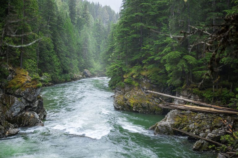 Celebrating the Forests of Canada