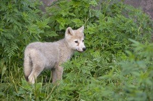 Top Ten Cutest Wolf Pups | Earth Rangers Wild Wire Blog