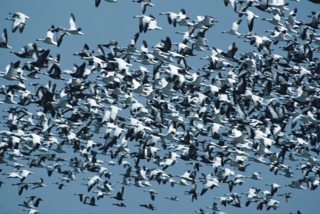 gaggle snow geese in flight North America