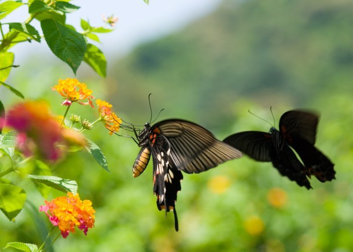 swallowtail butterfly dancing courting