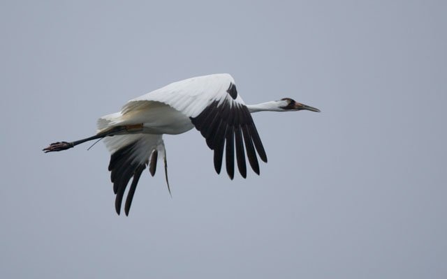 Flight of a Whooping Crane