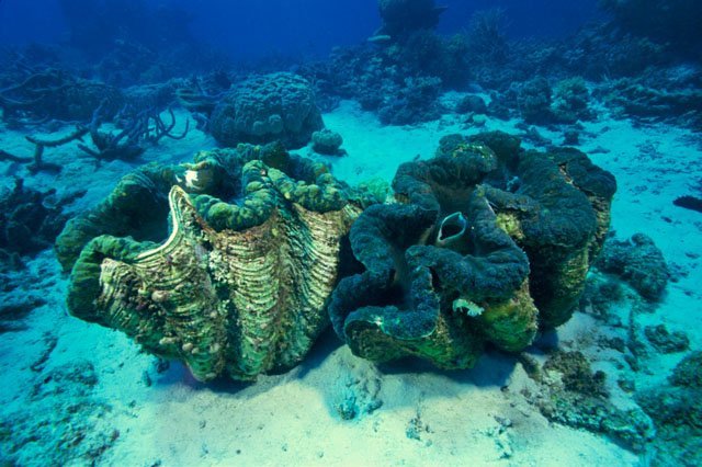 The Giant Clam’s Home