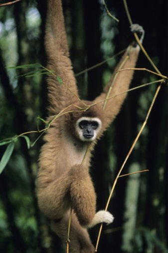 gibbon