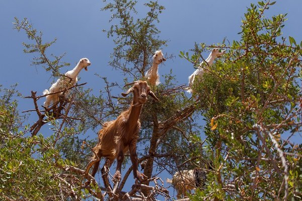 Countdown of Things Goats Like to Climb