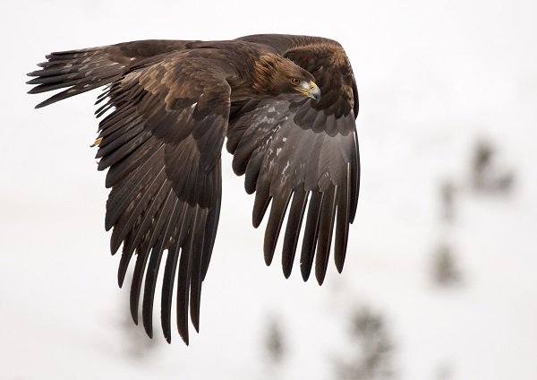 Top Ten Largest Migratory Birds In Canada Earth Rangers