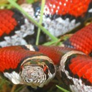 grass_covered_milk_snake_square