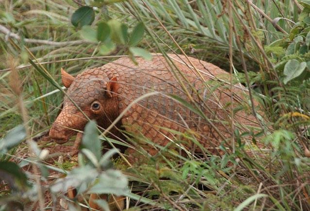 giant armadillo