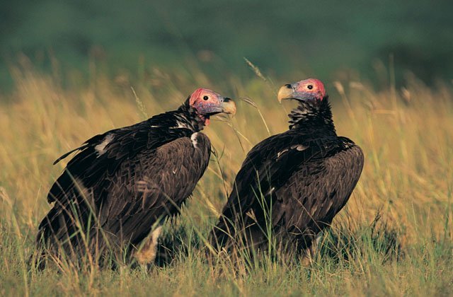 lapped faced vultures in grass